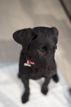 aslan/_DSC1584.jpg
