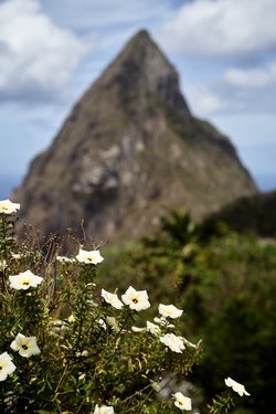 st_lucia/_DSC3786.jpg