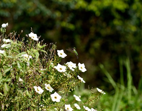 st_lucia/_DSC3805.jpg