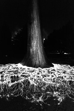 wimpole-winter-lights/L1002532.jpg