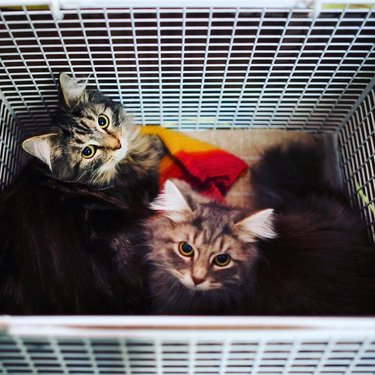 10-Years/Betsy and Clover arrive at their new home_25278757473_o.jpg