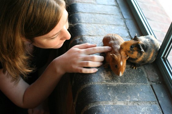 10-Years/Kate tests the new Ronco GuineaPig-omatic Window Ledge Cleaner_573831272_o.jpg