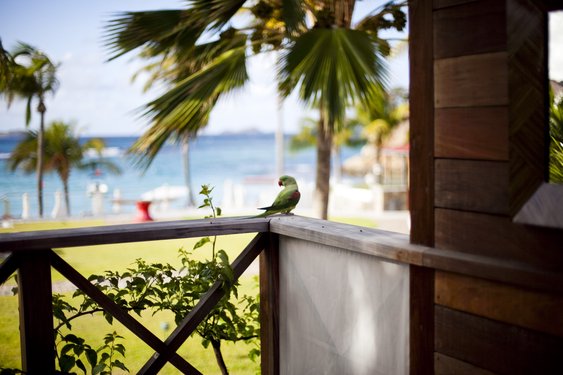 10-Years/Parrot I_3604301775_o.jpg